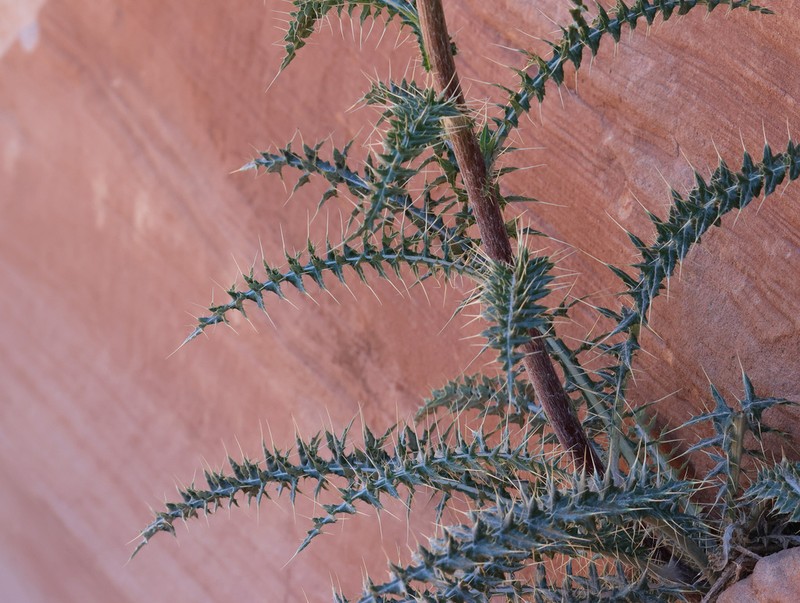 Arizona Thistle photo 2