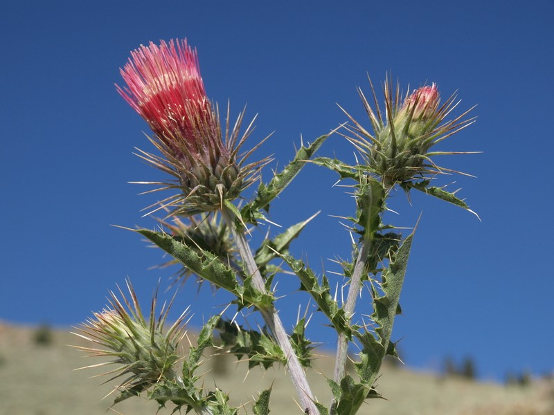 Arizona Thistle photo 3