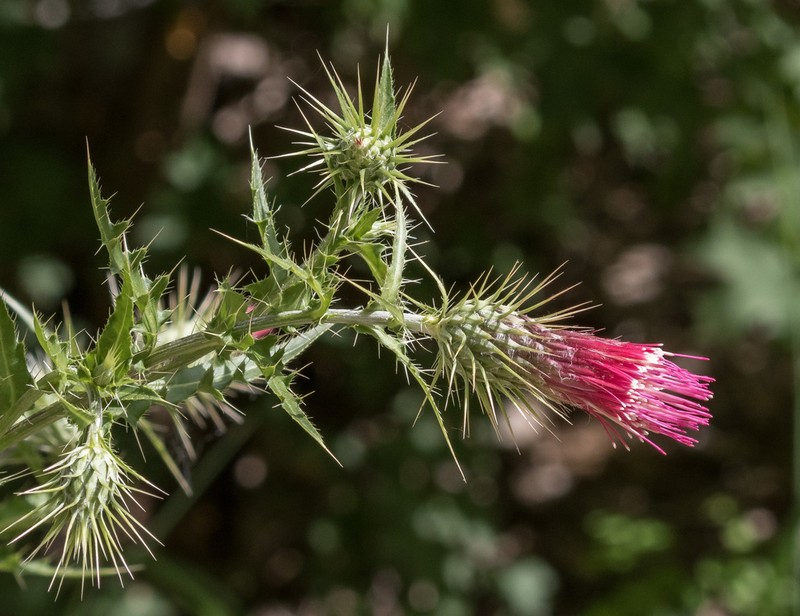 Arizona Thistle photo 4