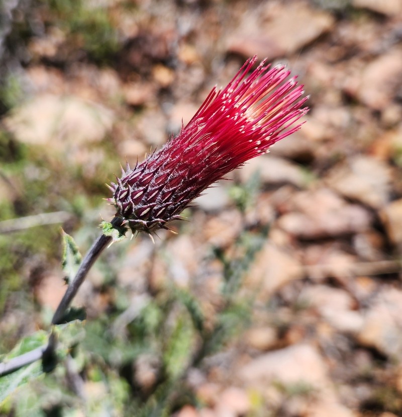 Arizona Thistle photo 5