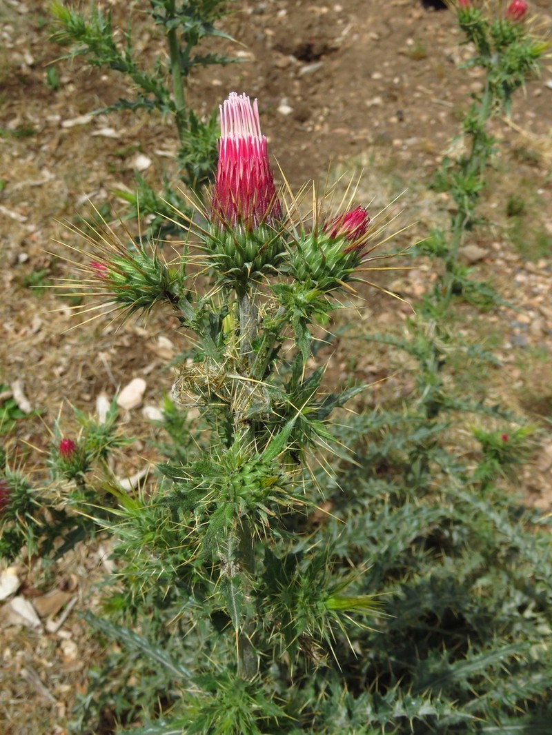 Arizona Thistle photo 6