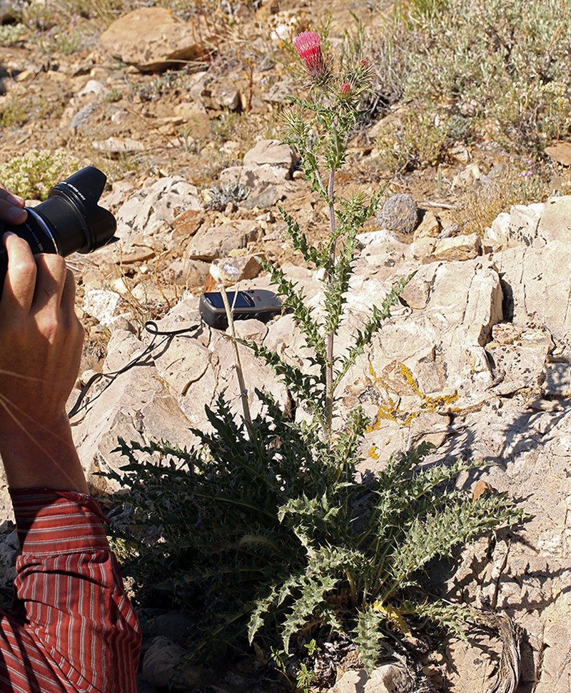 Arizona Thistle photo 7