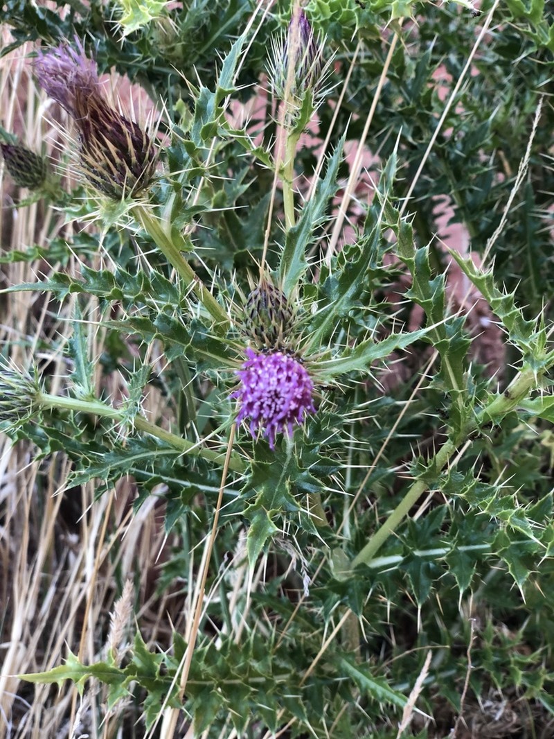 Arizona Thistle photo 8