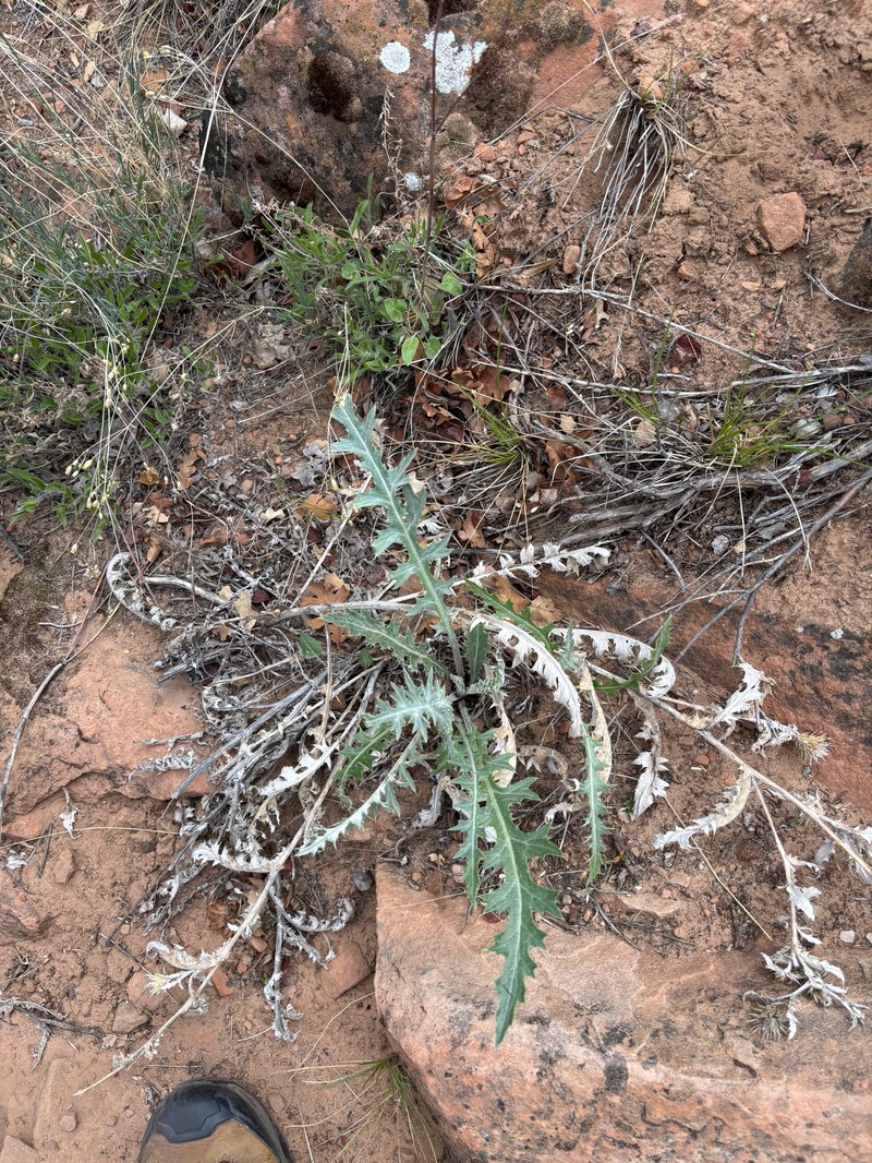 Cirsium arizonicum var. arizonicum