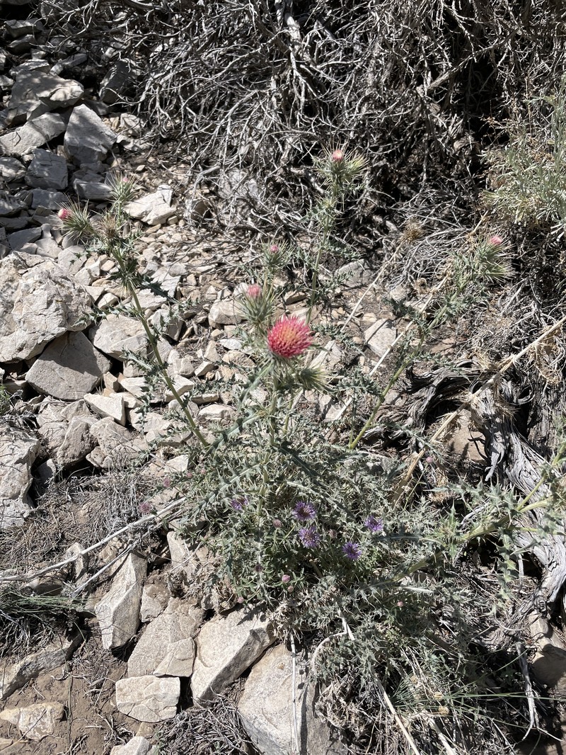 Cirsium arizonicum var. arizonicum photo 2