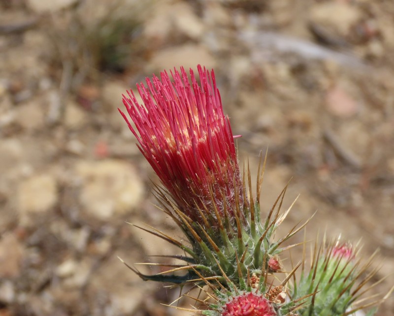 Cirsium arizonicum var. arizonicum photo 3