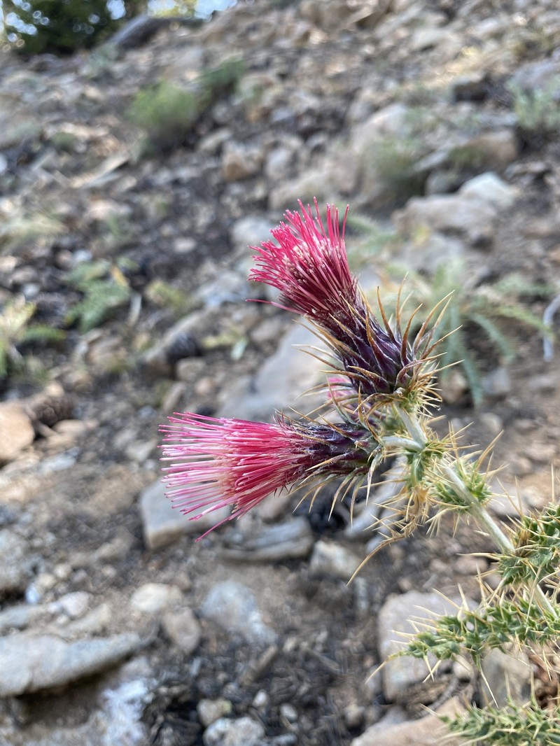 Cirsium arizonicum var. arizonicum photo 4