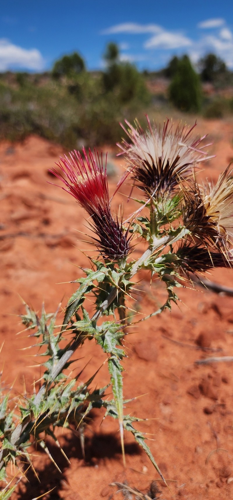 Cirsium arizonicum var. arizonicum photo 5