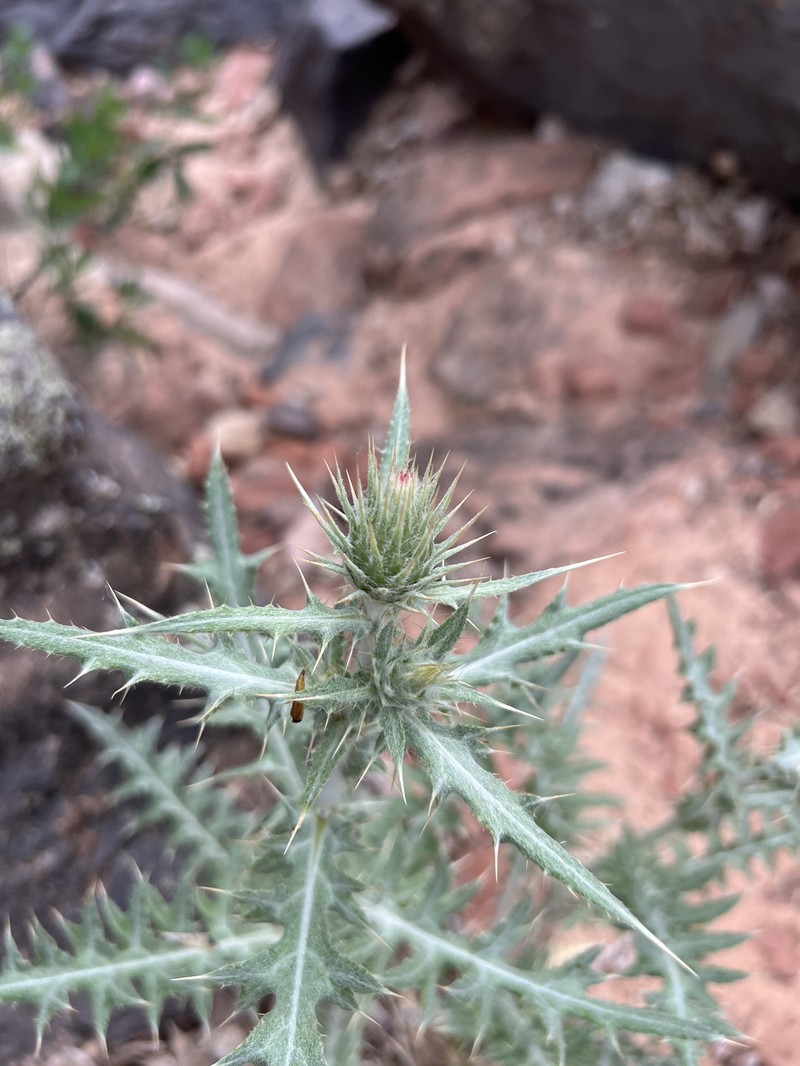 Cirsium arizonicum var. arizonicum photo 6