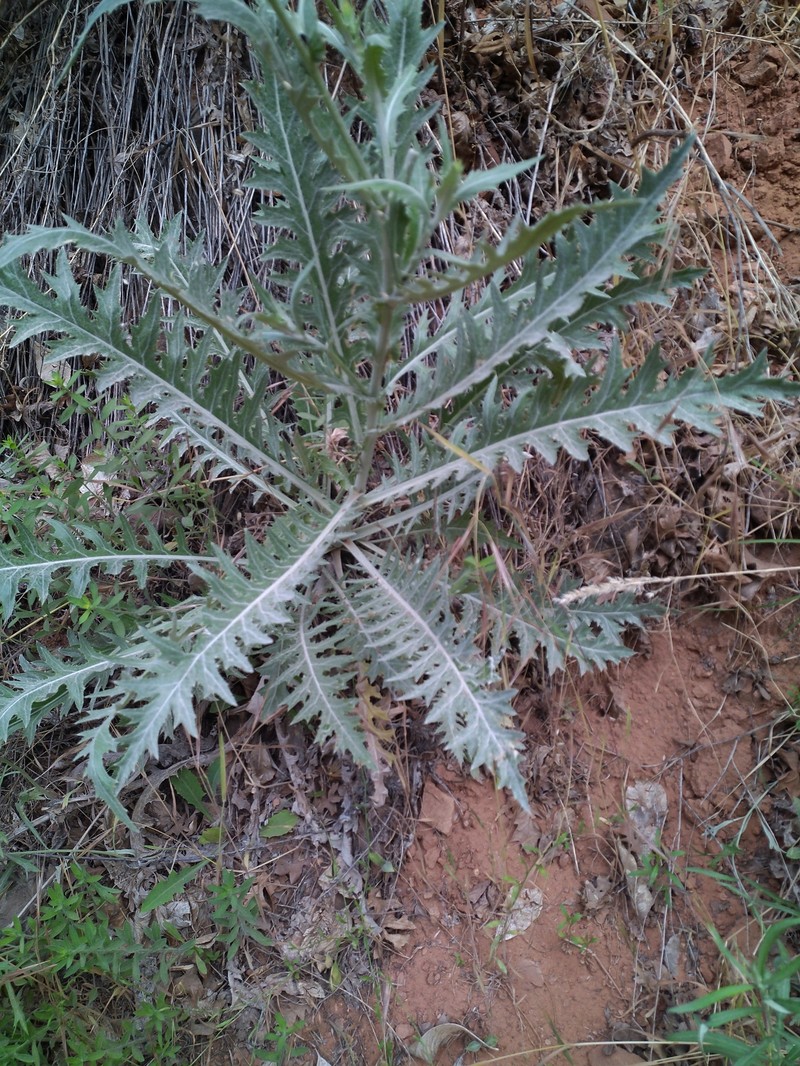 Cirsium arizonicum var. arizonicum photo 7
