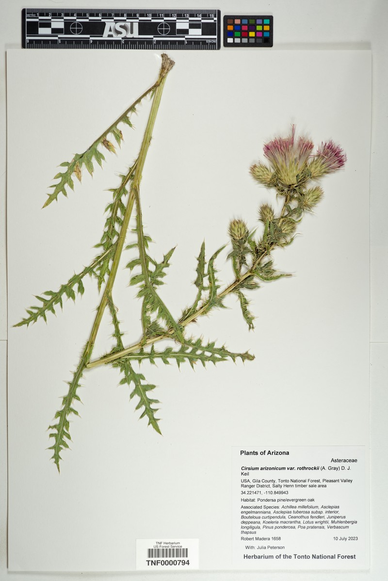Rothrock's Thistle photo 3