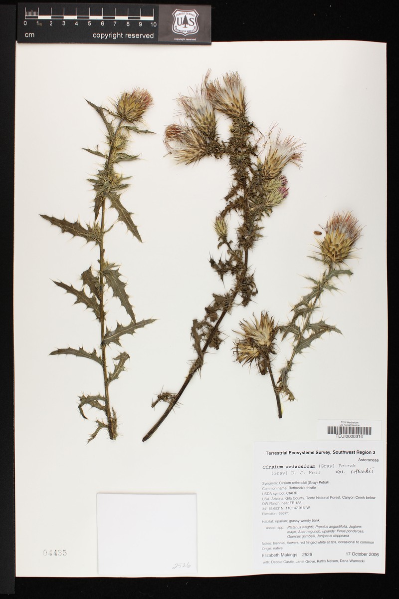 Rothrock's Thistle photo 4