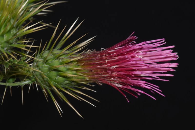 Rothrock's Thistle