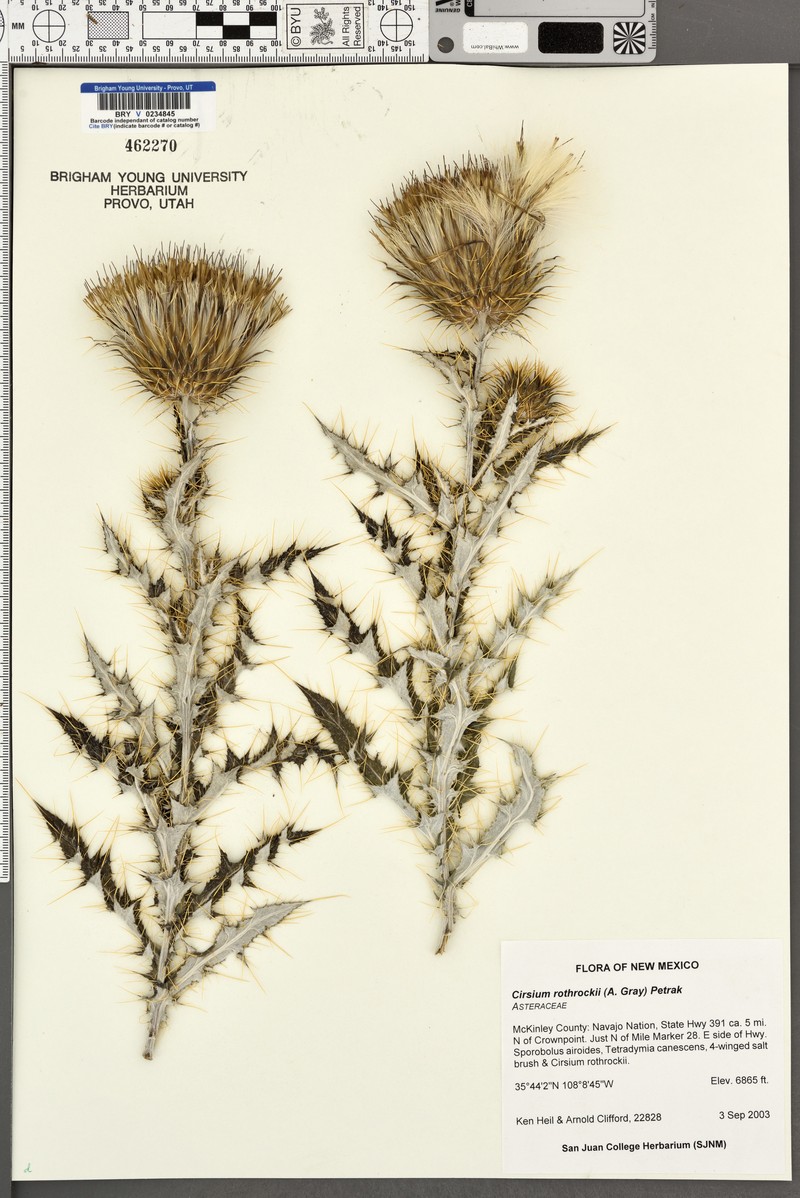 Rothrock's Thistle photo 2