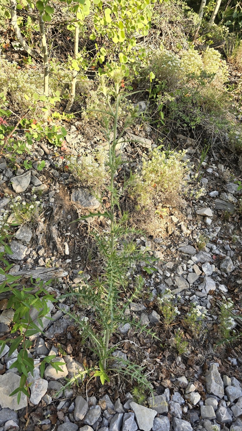 Cirsium arizonicum var. tenuisectum