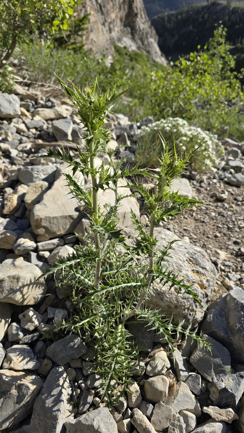 Cirsium arizonicum var. tenuisectum photo 2