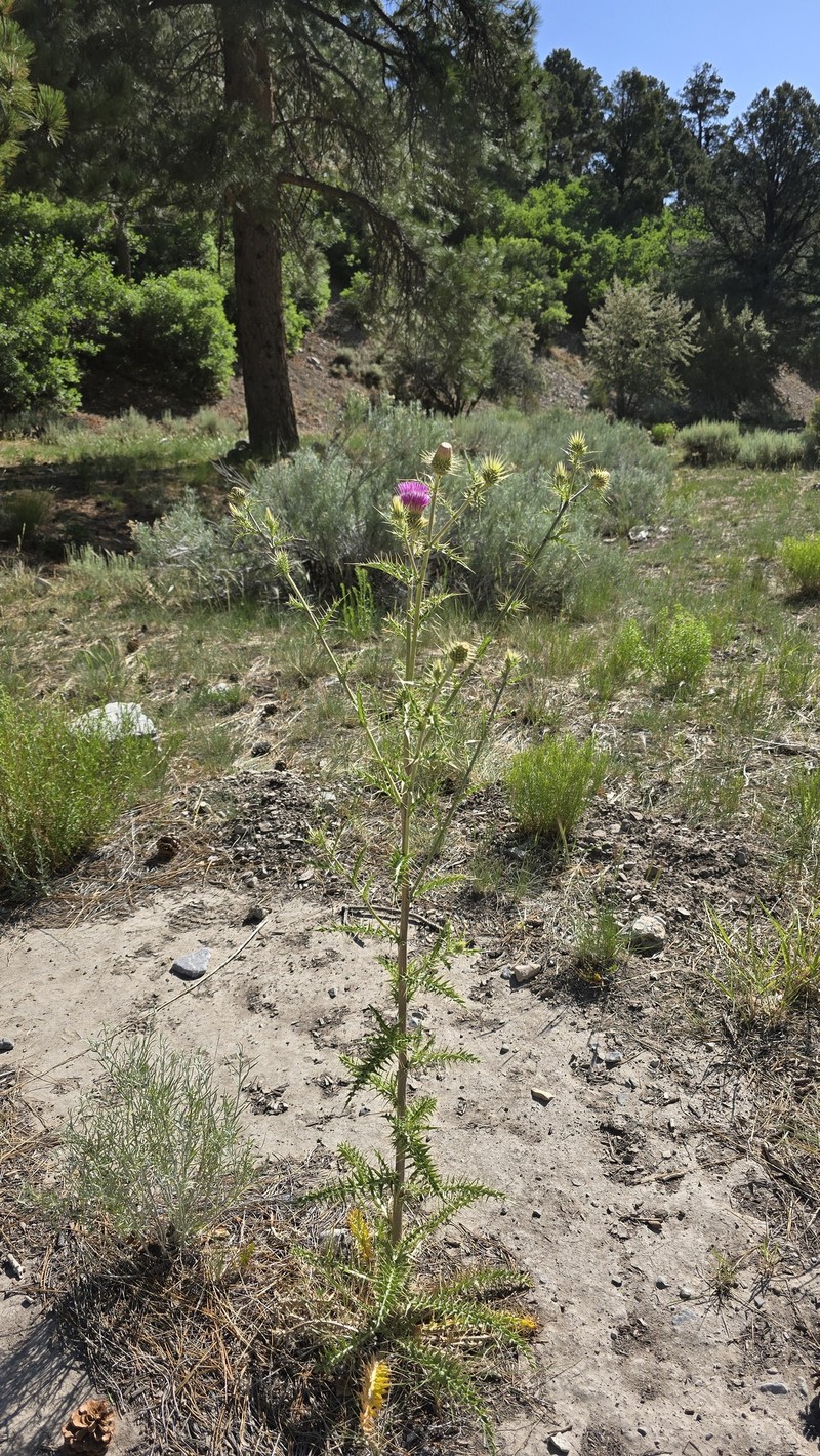 Cirsium arizonicum var. tenuisectum photo 3