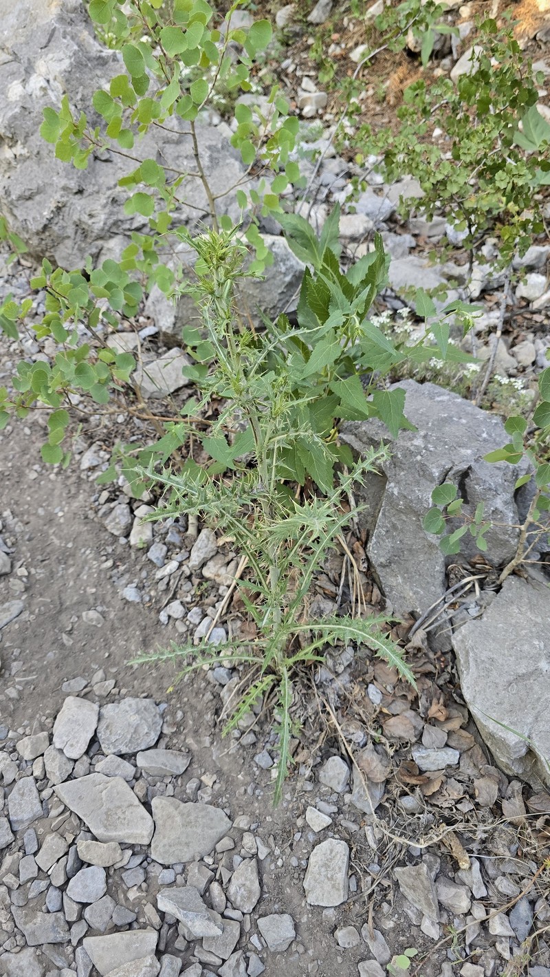 Cirsium arizonicum var. tenuisectum photo 4