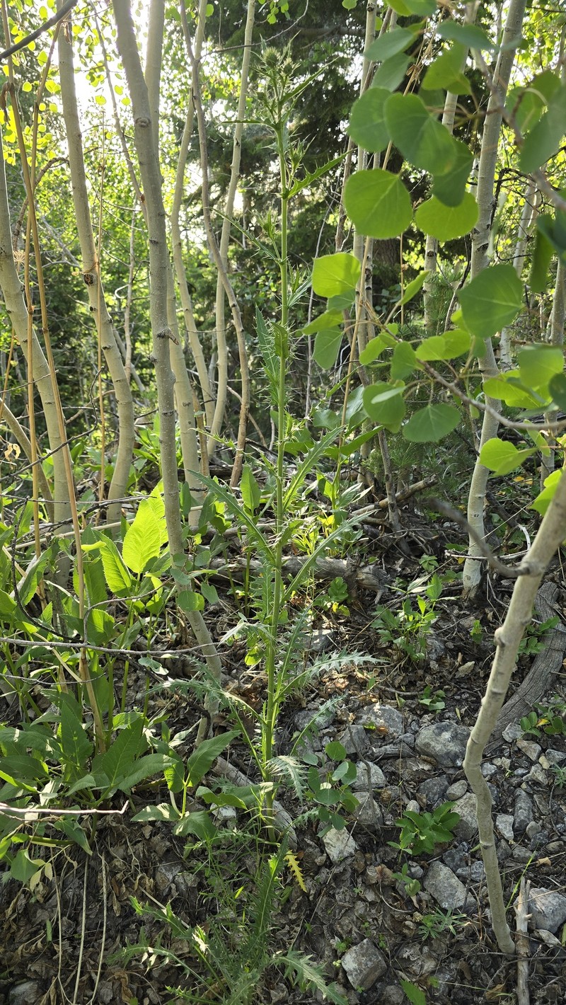 Cirsium arizonicum var. tenuisectum photo 5