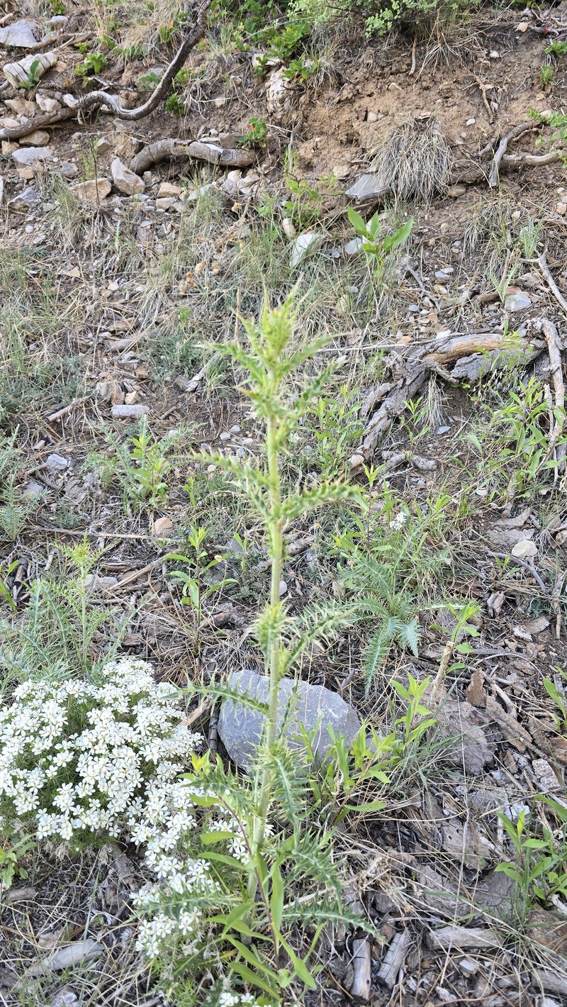 Cirsium arizonicum var. tenuisectum photo 6