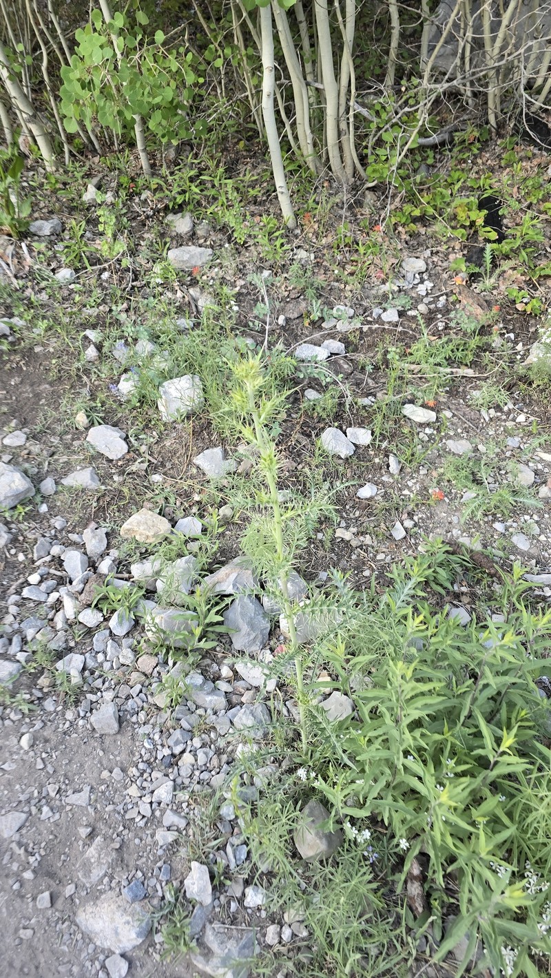 Cirsium arizonicum var. tenuisectum photo 7