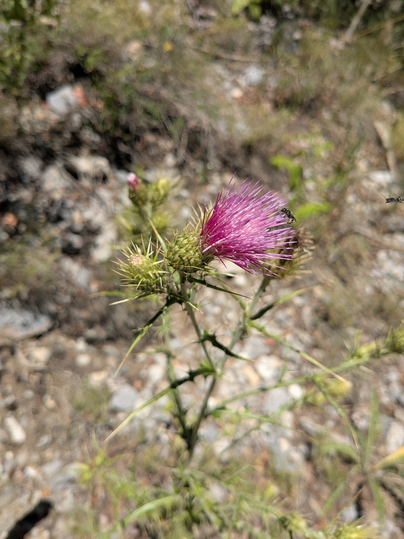 Cirsium arizonicum var. tenuisectum photo 8