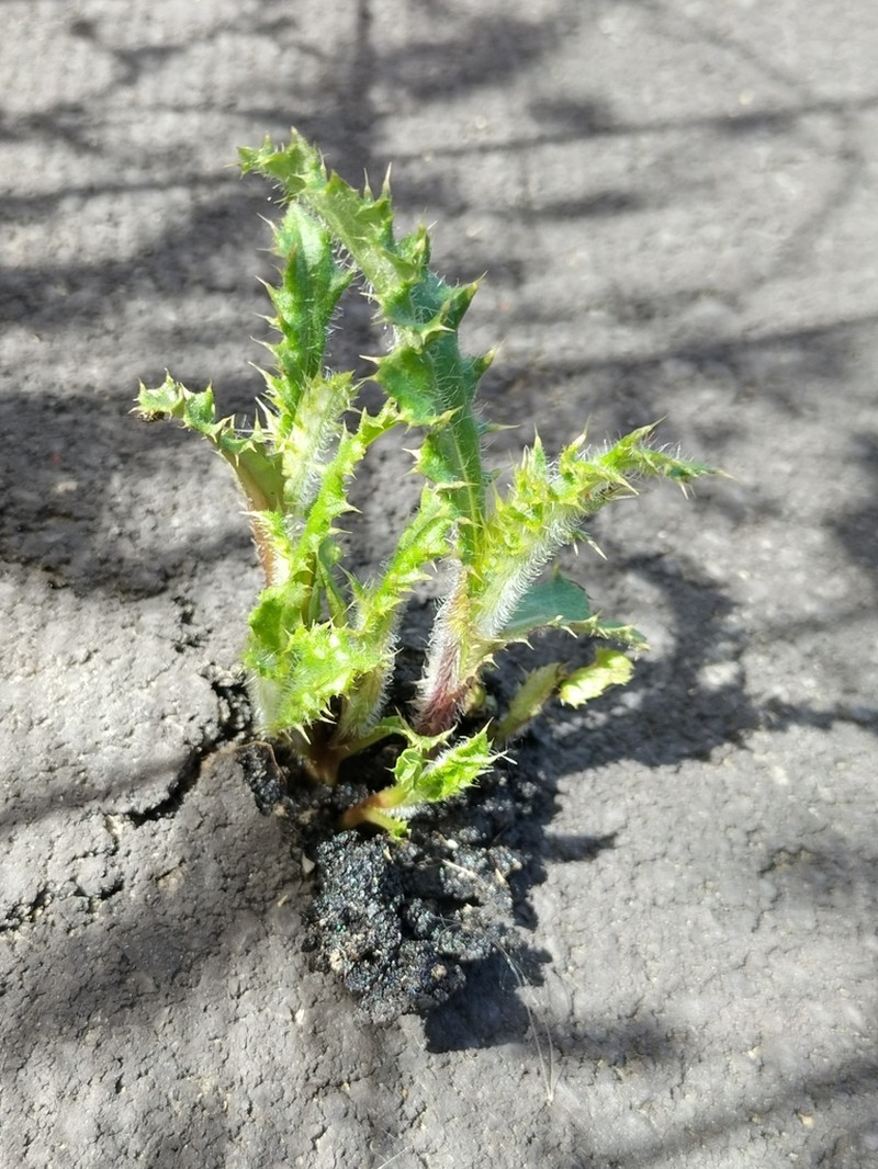 Canada Thistle photo 4
