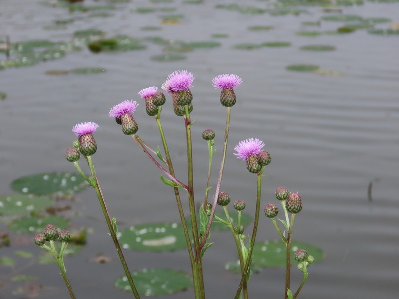 Canada Thistle photo 5