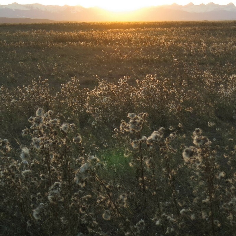 Canada Thistle photo 6