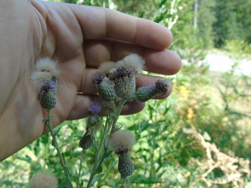 Canada Thistle photo 7