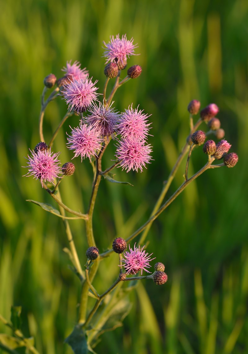 Canada Thistle photo 2