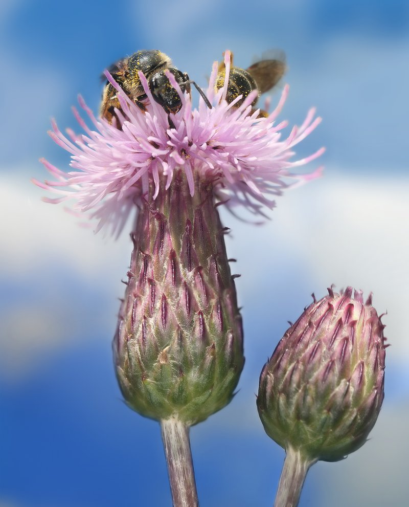 Canada Thistle
