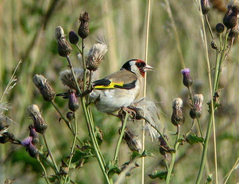 Canada Thistle photo 3