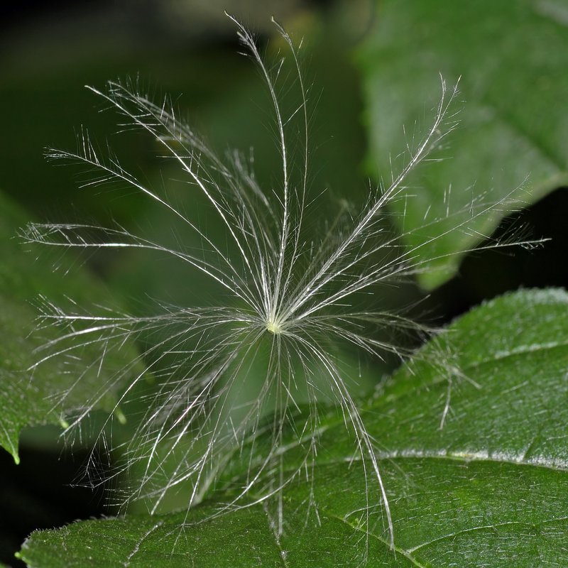 Canada Thistle photo 4