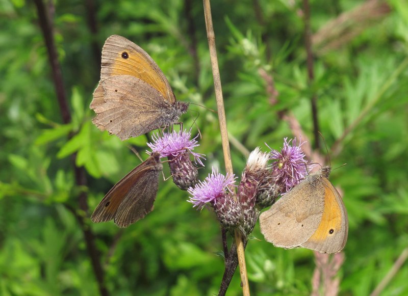 Canada Thistle photo 5