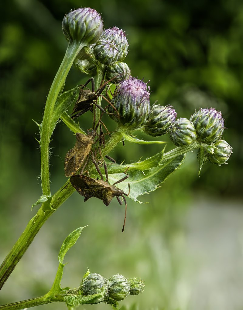 Canada Thistle photo 6