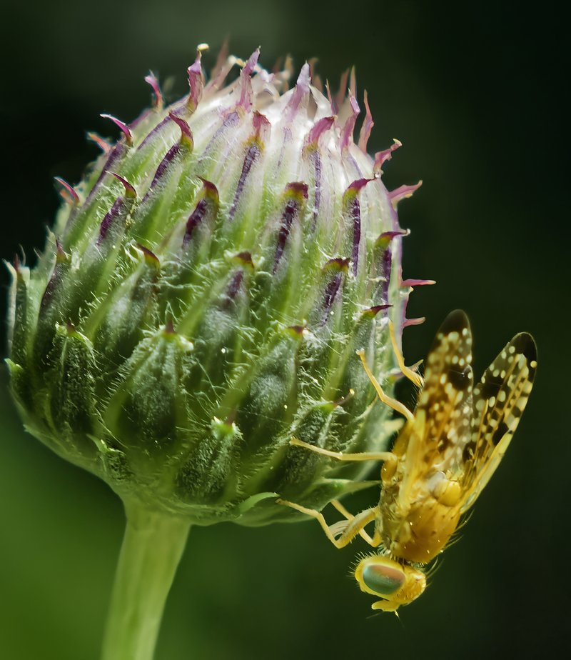 Canada Thistle photo 7