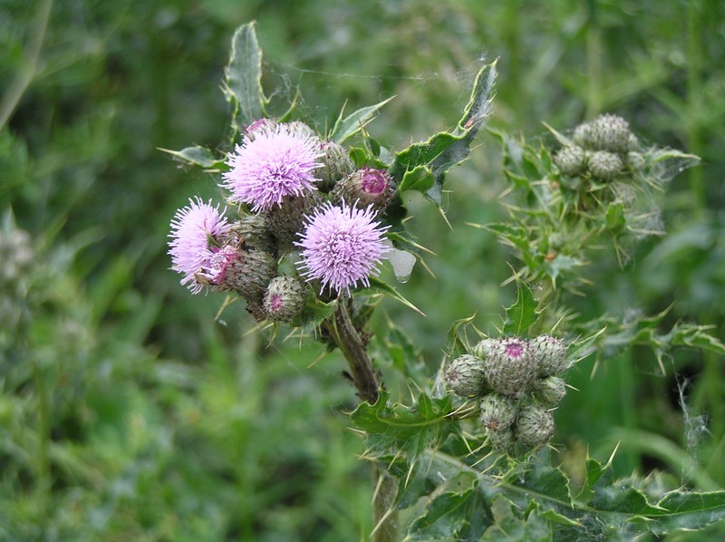 Canada Thistle photo 8