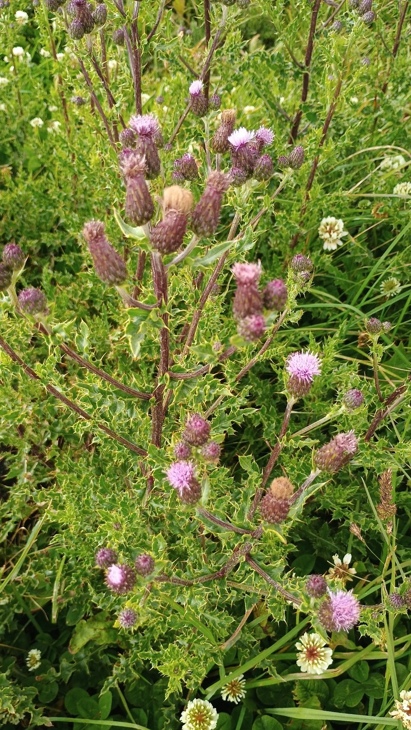 Cirsium arvense var. arvense