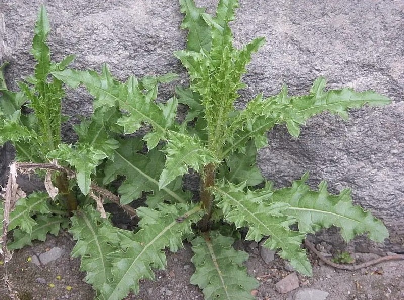Cirsium arvense var. arvense photo 2