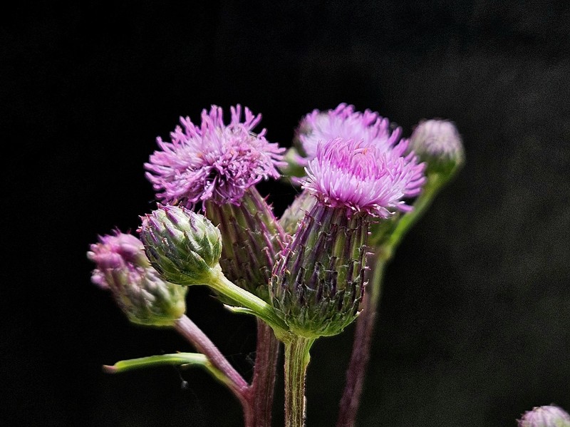 Cirsium arvense var. arvense photo 3