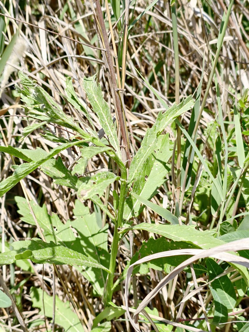 Cirsium arvense var. arvense photo 4