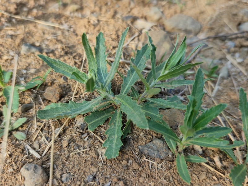Cirsium arvense var. integrifolium