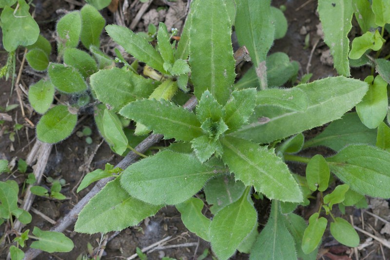 Cirsium arvense var. integrifolium photo 2