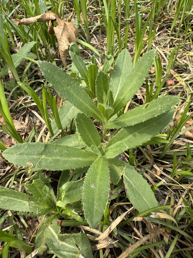 Cirsium arvense var. integrifolium photo 3