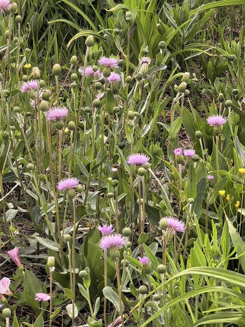 Cirsium arvense var. integrifolium photo 4