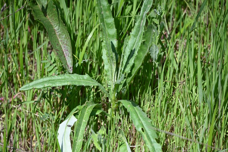 Cirsium arvense var. vestitum