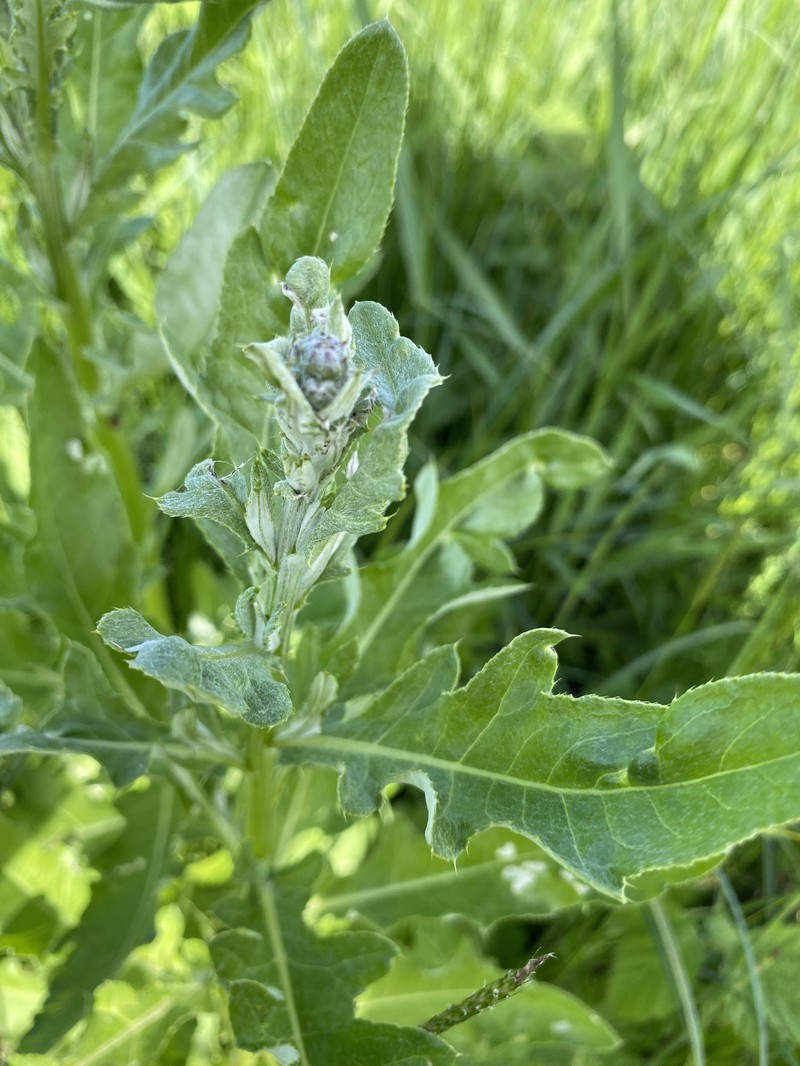 Cirsium arvense var. vestitum photo 2
