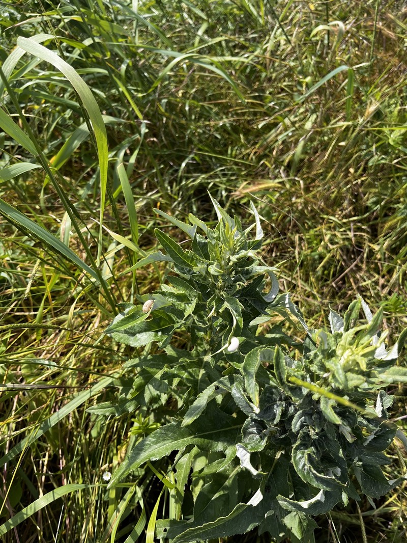 Cirsium arvense var. vestitum photo 3