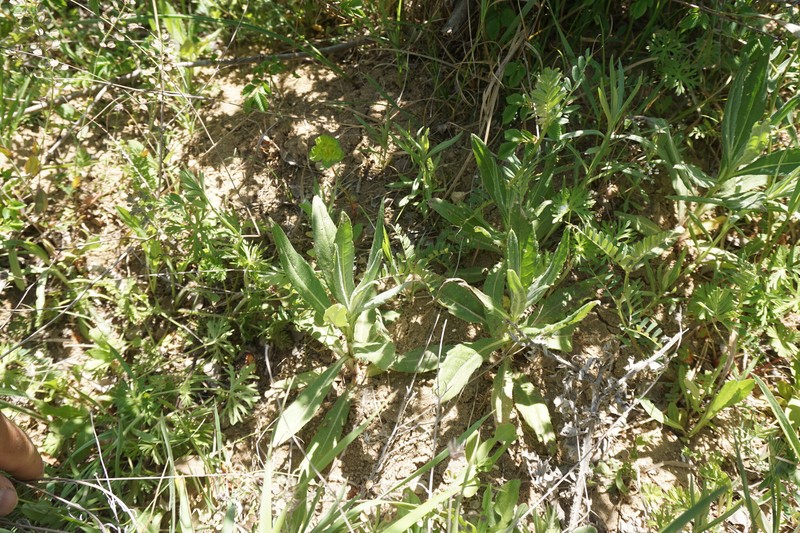 Cirsium arvense var. vestitum photo 4